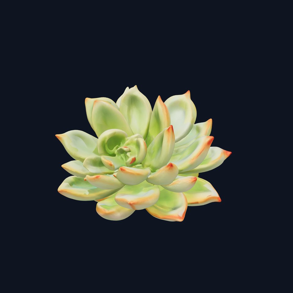 Succulent Plant D Model Pack with Detailed PBR Textures